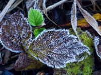 Raureifkristalle überziehen Blätter und Gräser